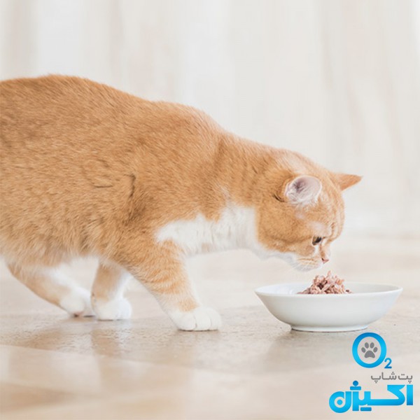 پت شاپ اکسیژن